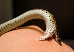Antalya da yılanın ısırdığı kadın öldü
